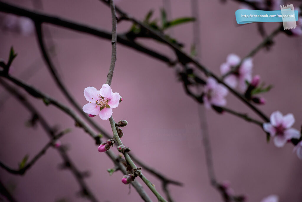 Seasons of Nepal- Spring